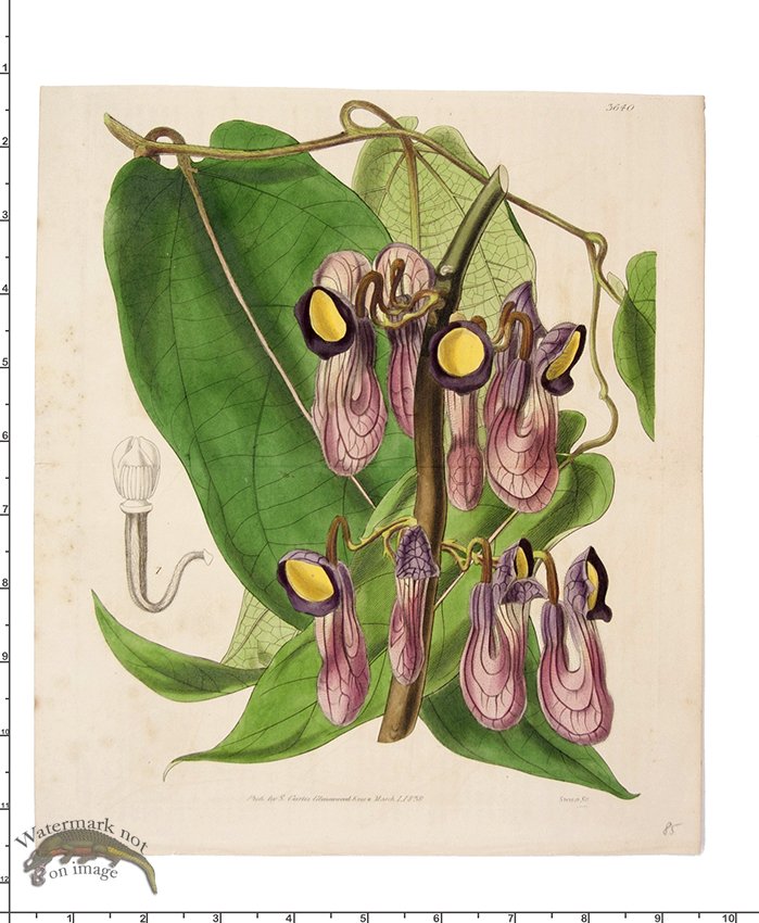 (image for) Curtis Botanical 035 - Click Image to Close