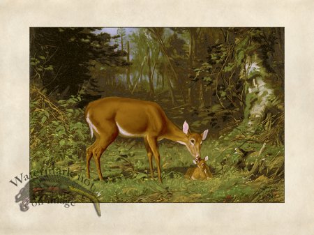 (image for) Doe With a Fawn