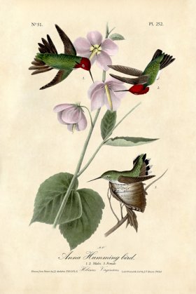 (image for) Anna Hummingbird