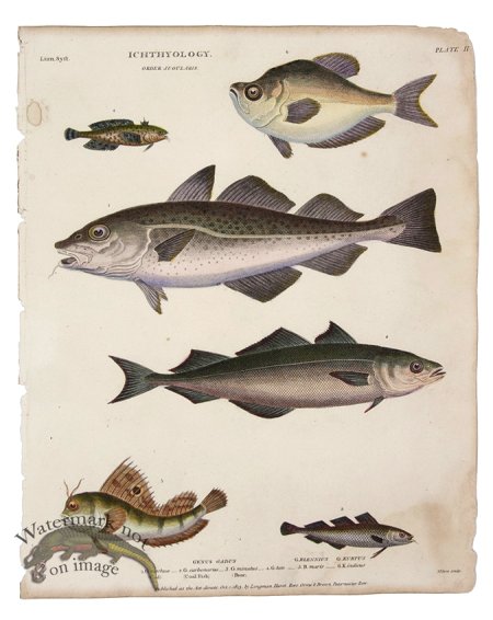 (image for) Cod Coal Fish