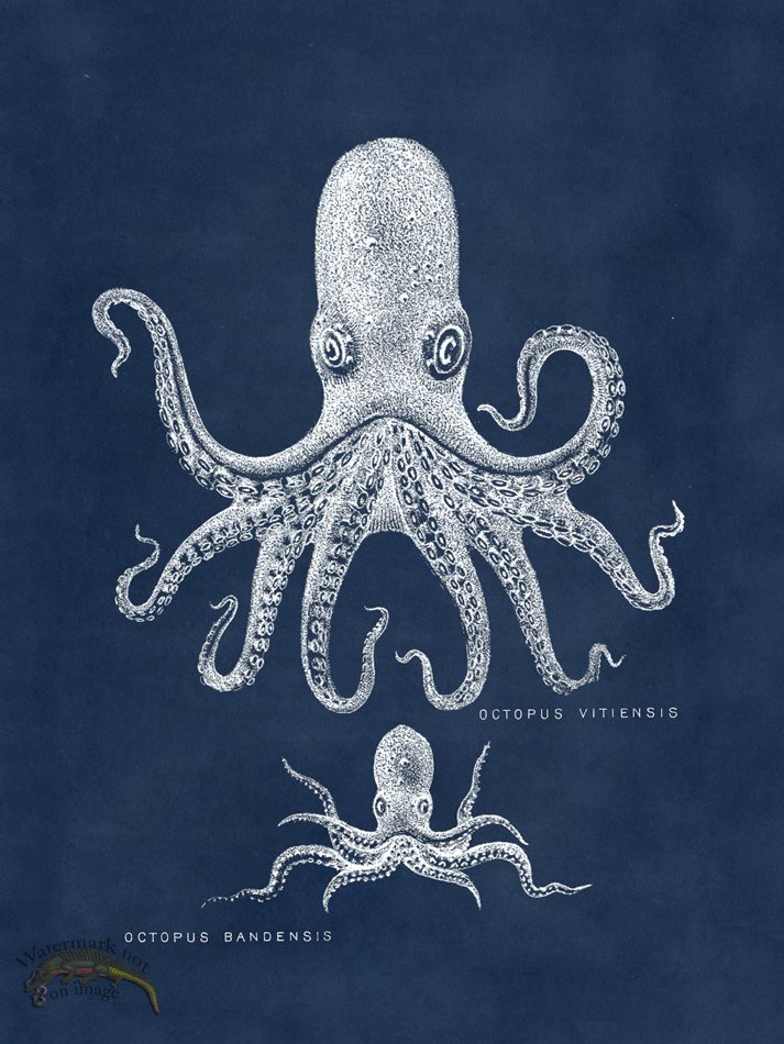 (image for) Octopus Blue 13