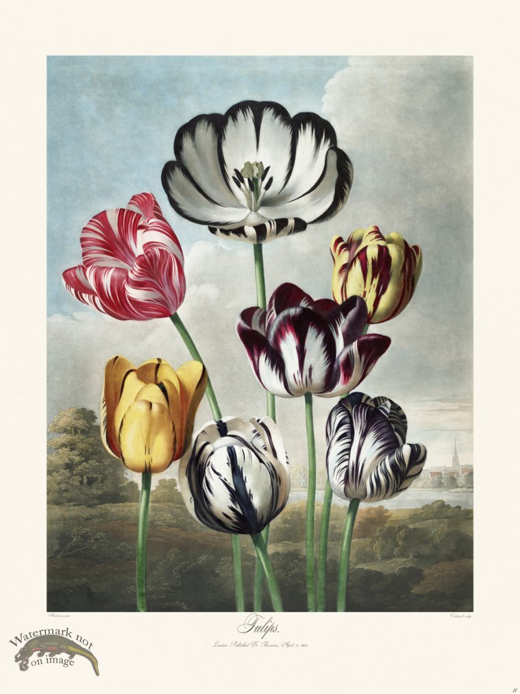 11 Tulips