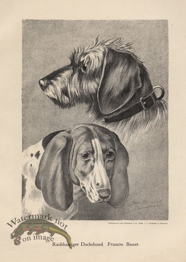 (image for) 1890s Dogs 19