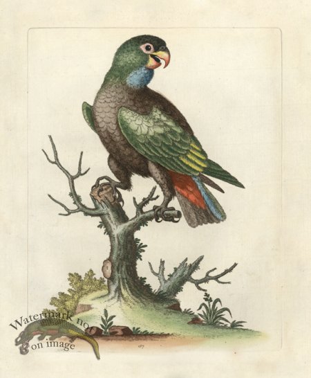 (image for) Edwards Parrot 07.jpg