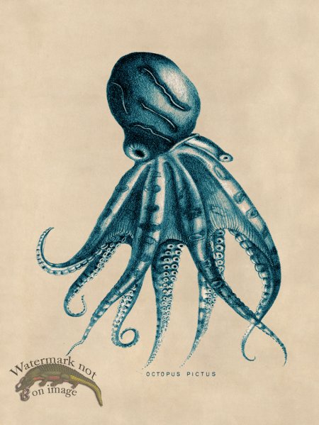 (image for) Octopus Teal 10