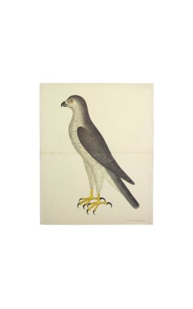 GOSHAWK MALE . PL 31