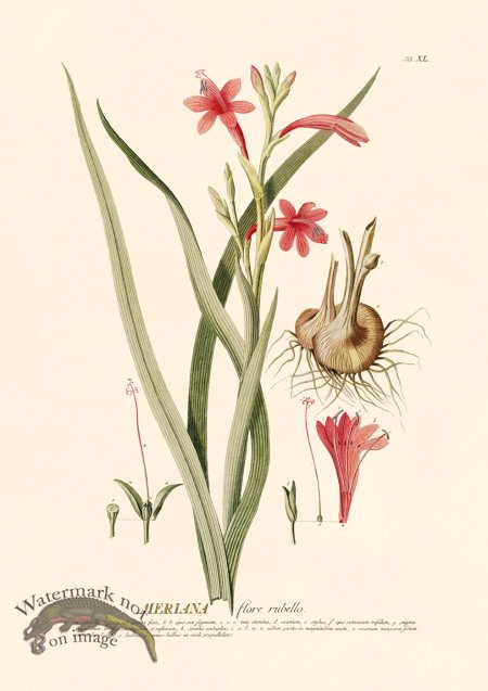 (image for) Trew Botanical 40