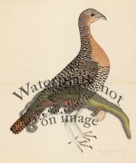 CAPERCAILLIE HEN . PL 28