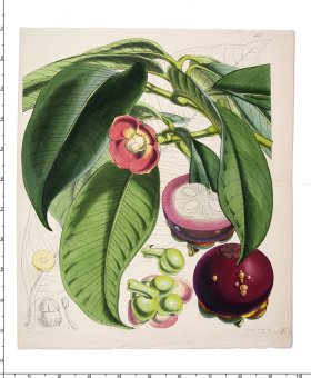 (image for) Curtis Botanical 002