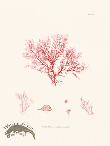 (image for) Bradbury Seaweed 043