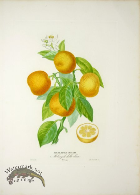 (image for) Des Orangers 02