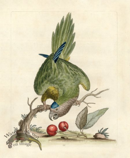 (image for) Edwards Parrot 10.jpg