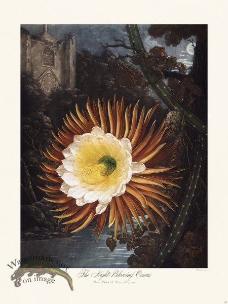 (image for) 15 The Night-Blowing Cereus