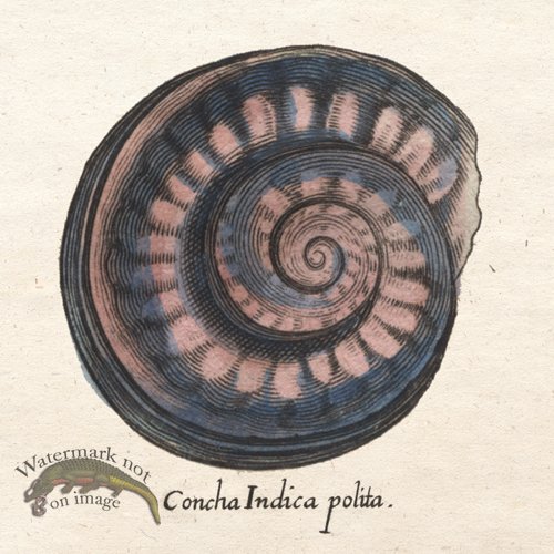 (image for) Merian Shell 6