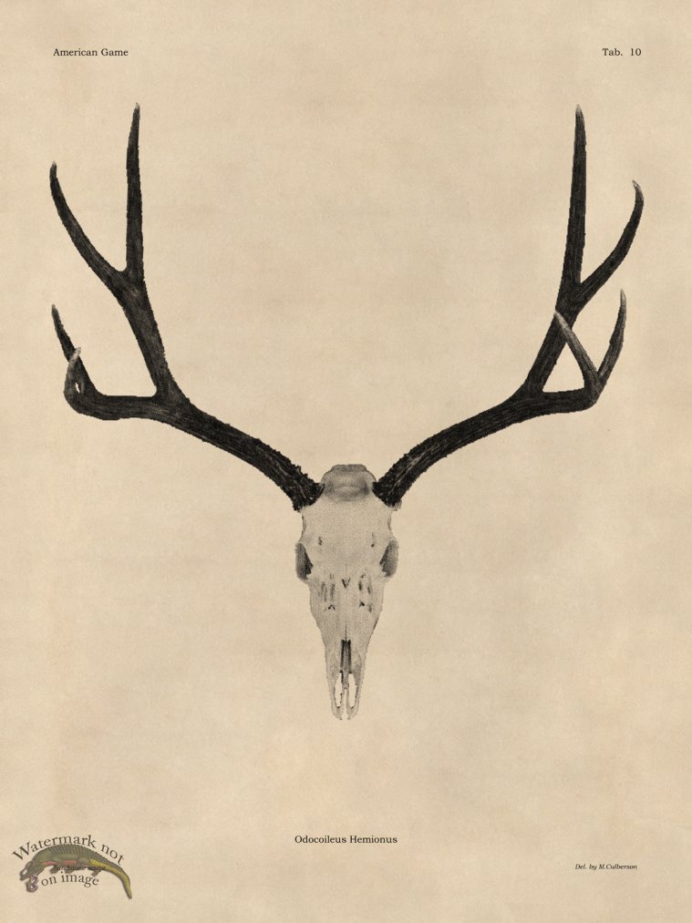 (image for) Tan Bones 10 Mule Deer