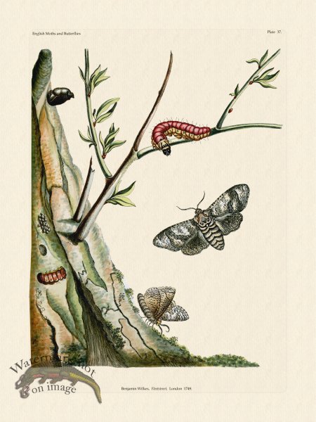 (image for) Wilkes Butterflies 037