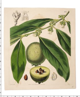 (image for) Curtis Botanical 039