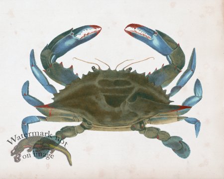 (image for) Blue Crab