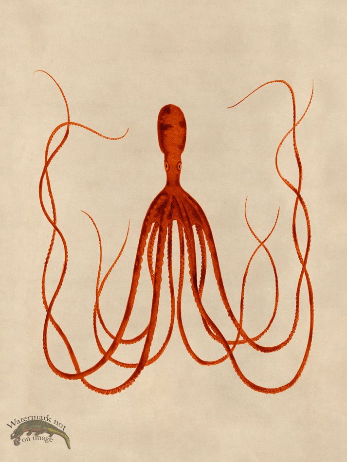 (image for) Octopus Orange 23