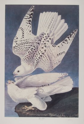 (image for) Gyr Falcon