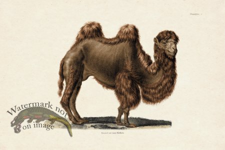 (image for) FNH 03 Camel