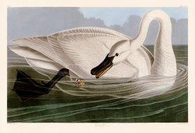 406 Trumpeter Swan