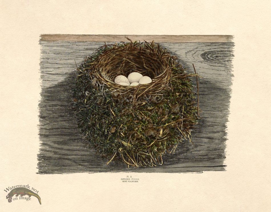 (image for) Eggs of Ohio 010