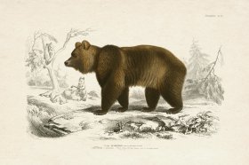 (image for) FNH 20 Brown Bear Grizzly