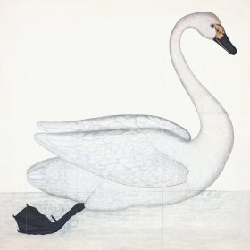 Rudbeck 001 Swan 31x31