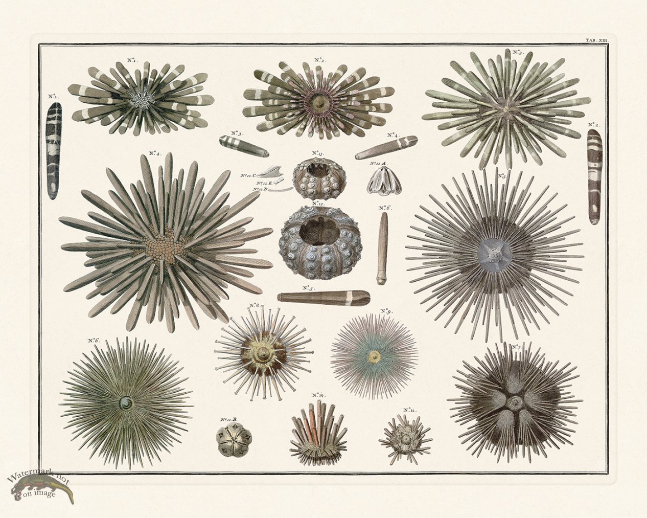 (image for) Seba B2 013 Urchin