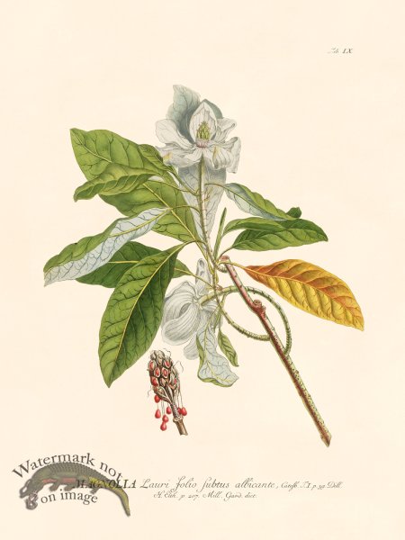 (image for) Trew Botanical 09