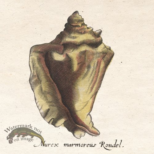 (image for) Merian Shell 1