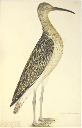 207 Swedish Birds . Scolopax Arquata . Eurasian Curlew