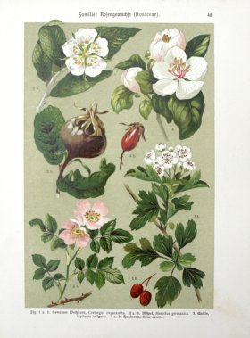 Botanical Atlas 1911 14