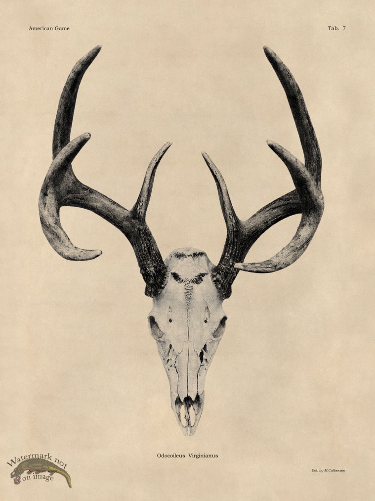 (image for) Tan Bones 07 White Tail