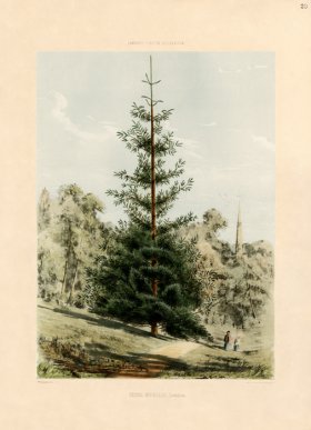 Red Fir