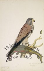 178 Swedish Birds . Falco Tinnunculus, Common Kestrel.Female