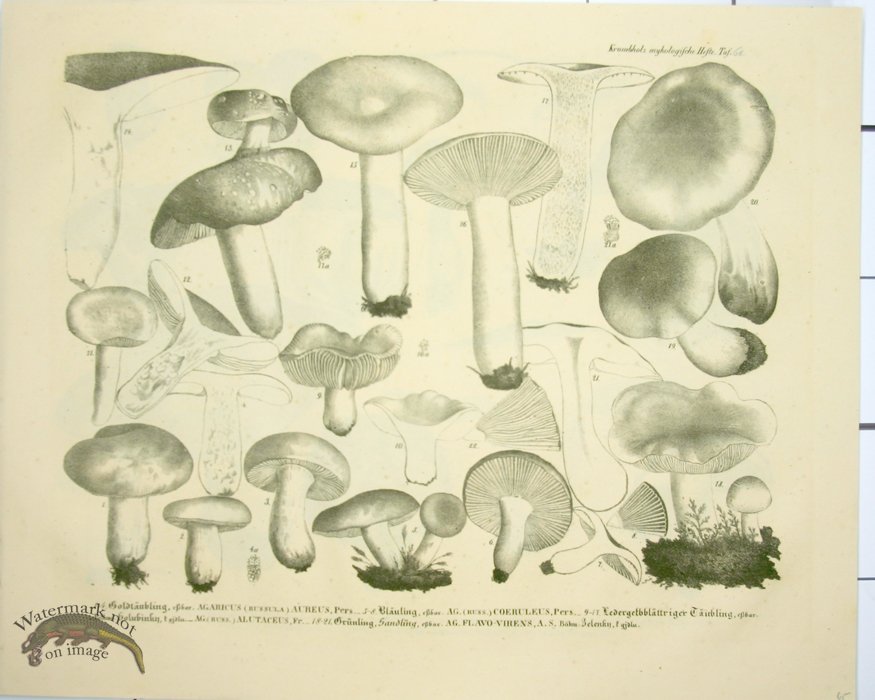 Mushroom Atlas 53