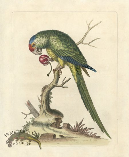 (image for) Edwards Parrot 09.jpg