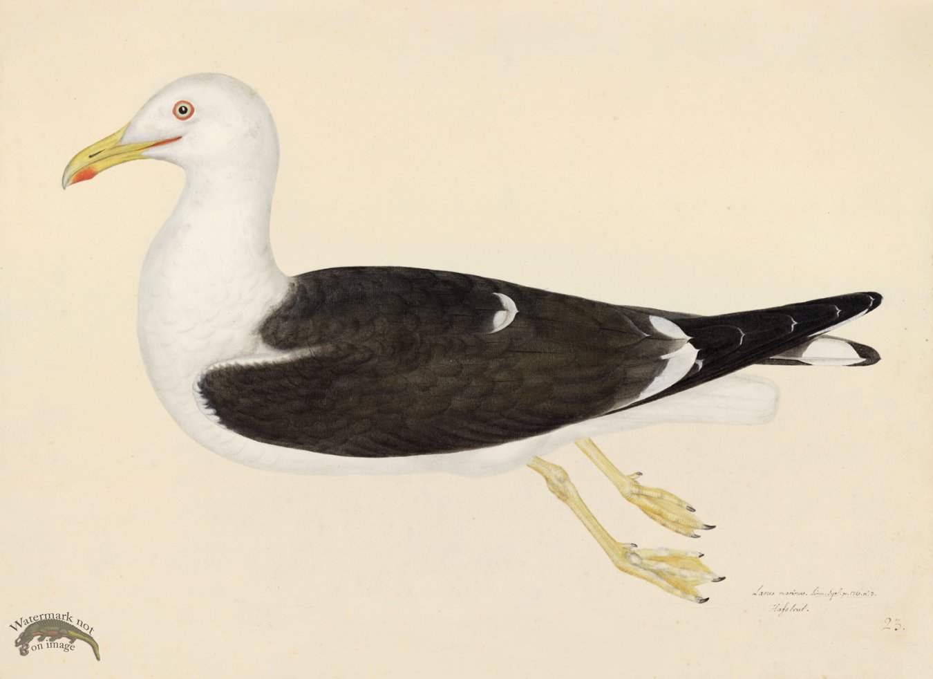 (image for) LESSER BLACK BACKED GULL . PL 23