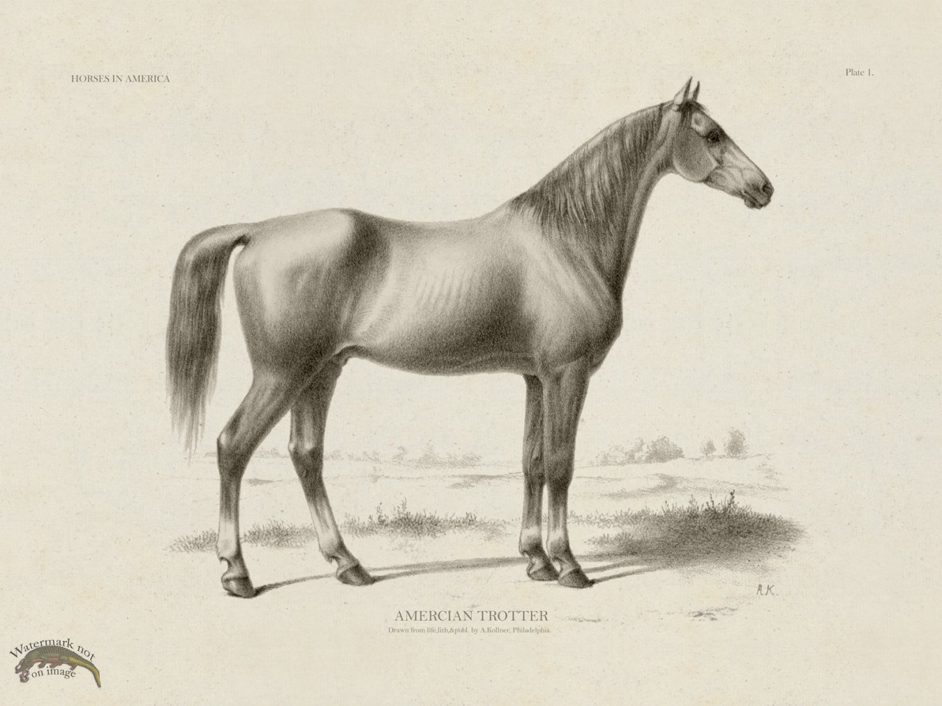 American Trotter