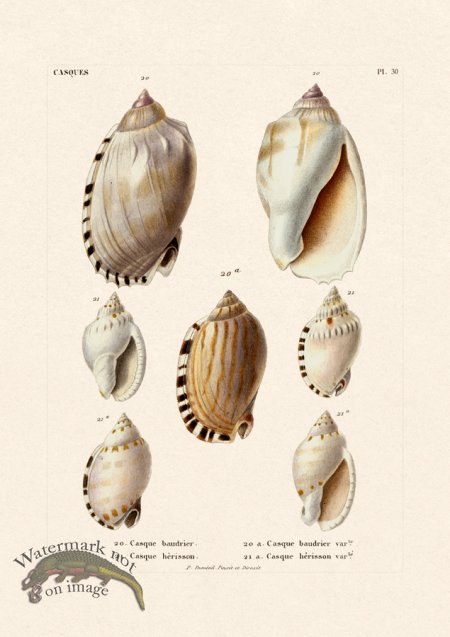 (image for) French Shell 030