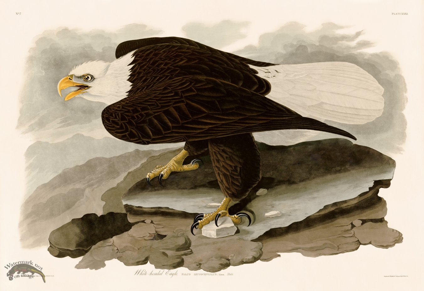 (image for) 031 White headed Eagle