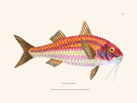 027 Striped Surmullet