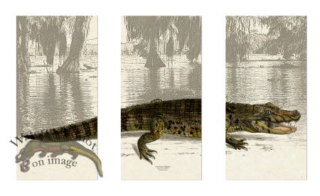 (image for) American Alligator Triptych unframed