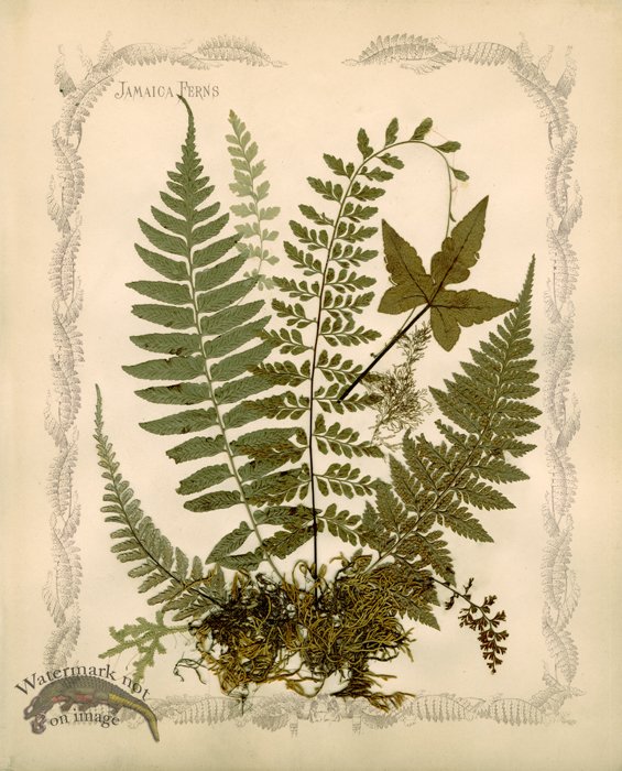 (image for) Jamaican Fern 10