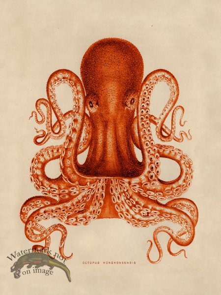 (image for) Octopus Orange 02