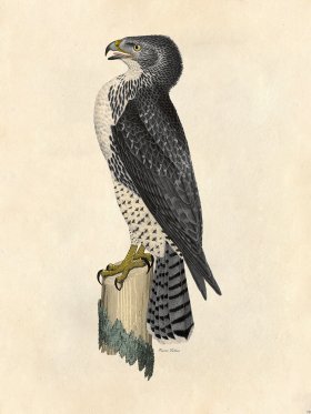 Prairie Falcon - Tribute Bd 79