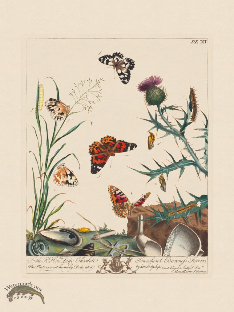 (image for) Moses Harris Insects 11