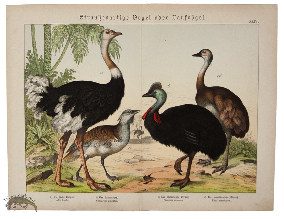 (image for) Ostrich Cassowary